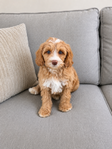 Australian Labradoodle puppy straight coat family raised Nevada