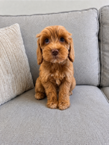 Carmel Female Australian Labradoodle puppy medium size Las Vegas Nevada