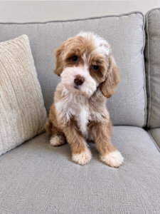 Female Australian Labradoodle on grey couch