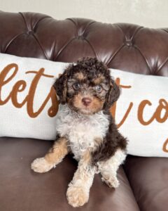 Chocolate male Cavapoo puppy Biscotti with tan markings from Cathy’s Doodles.