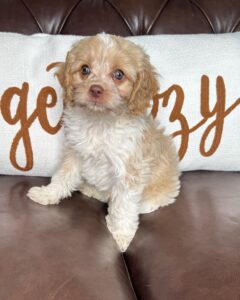a male Cavapoo puppy Butter sitting for his portrait at Cathy’s Doodles in Pahrump, Nevada.