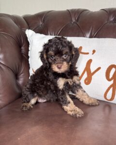 Fudge is a chocolate Cavapoo puppy from Cathy’s Doodles, raised with Puppy Culture, ENS, and daily handling for exceptional temperaments.