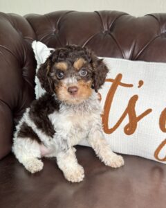 Chocolate and white female Cavapoo puppy Muffin sitting on a chair.