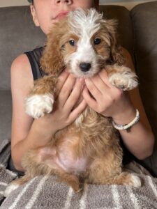 Female Cavapoo puppy with wavy coat and sweet