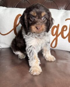 Chocolate female Cavapoo puppy Truffle sitting on a brown chair.